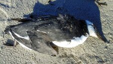 Guillemot de Troïl