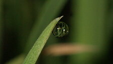 Petite goutte d