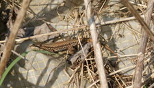 Lézard des murailles