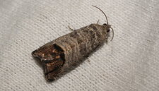 Papillon