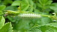 Chenille