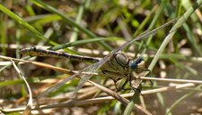 Gomphus pulchelus Gomphe joli