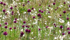 Flore de la dune