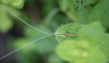 Sauterelle à très grandes antennes