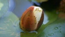 Fleur de nénuphar