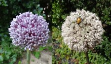 Fleur de poireau avant et après eclosion