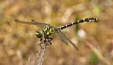 Gomphe à pinces septentrional Onychogomphus forcipatus