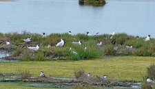 Mouettes mélanocéphales et sternes