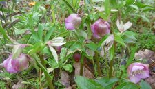 Hellébore orientale (helleborus orientalis)