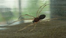 Araignée vu du dessous ?