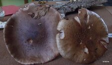Amanite rougissante 
