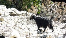 Chèvre poilue