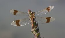 Sympetrum pedemontanum - femelle
