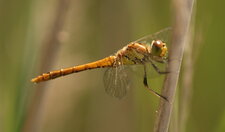 Sympetrum striolatum - immature