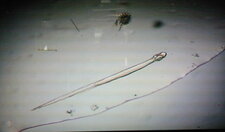 Chaetognathes