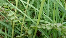 Cardamine (feuilles)