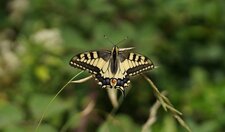 Machaon