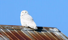 Harfang des neiges - Bubo scandiacus