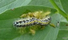 Chenille parasitée par l