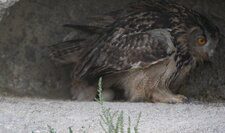 Hibou grand-duc et sa couvée (2)