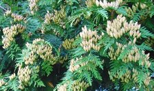 Cones du thuya
