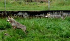 Loup commun d