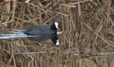Foulque macroule Fulica atra