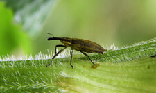 lixus iridis ?