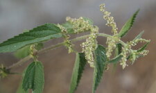 Urtica dioica - sous réserve