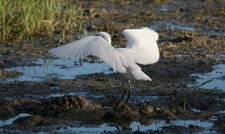 Aigrette garzette