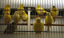 Canaris