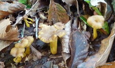 Chanterelle en tube 