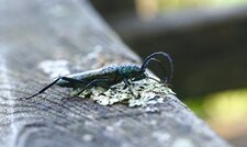 Agapanthia violacea - sous réserve