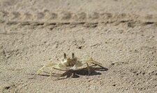 Crabe-fantôme Ocypode sp.