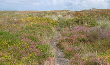 Lande de bruyère