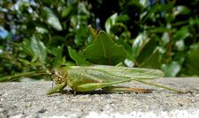 Grande sauterelle verte (Tettigonia viridissima)