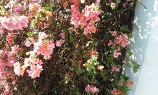 Le Bougainvillier