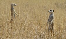 Suricate non-conformiste