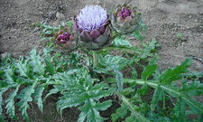 Artichaut en fleur