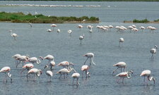 Flamants roses