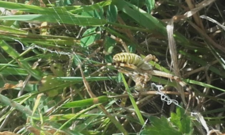 Argiope frelon, Argiope bruennichi