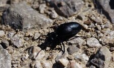 Meloe proscarabeus