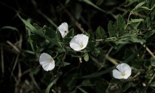Liseron blanc