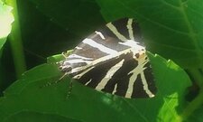 Ecaille chinée, Euplagia quadripunctaria