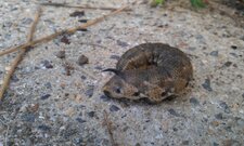 Chenille de Sphinx sp.