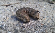 Chenille de Sphinx sp.