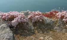 Orpin blanc (sedum album)