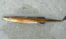 Poisson mystère