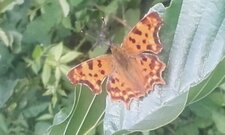 Robert le diable, Polygonia c-album