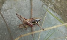 Decticelle bariolée, Roeseliana roeselii